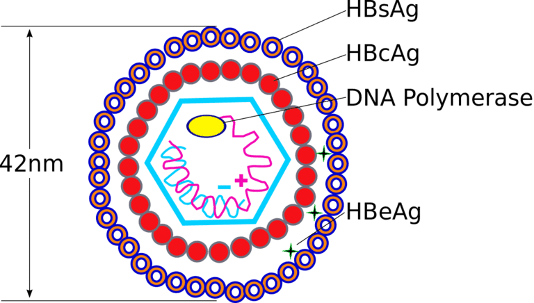 Cấu trúc virus HBV